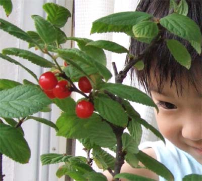 �䂷��~�@���ߐH��