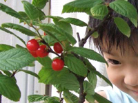 �䂷��~�@���ߐH��