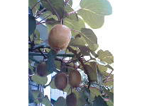 �Ԃ炳����L�E�C