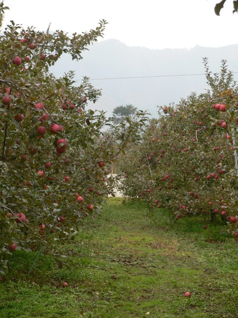 ��񂲂������ς��Ȃ��Ă�