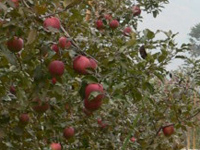 ��񂲂������ς��Ȃ��Ă�