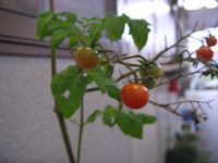 �G�ߊO��́`�B