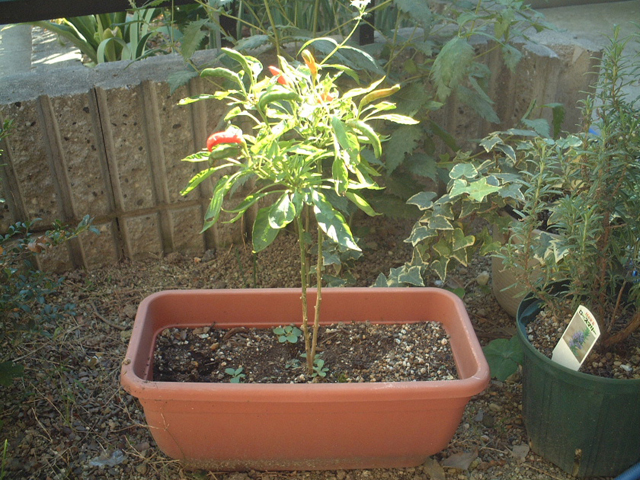 ���ɐ_�X������