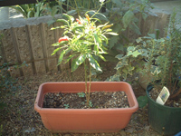 ���ɐ_�X������