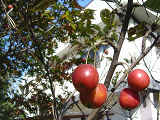 ��g�̃J�b�v��