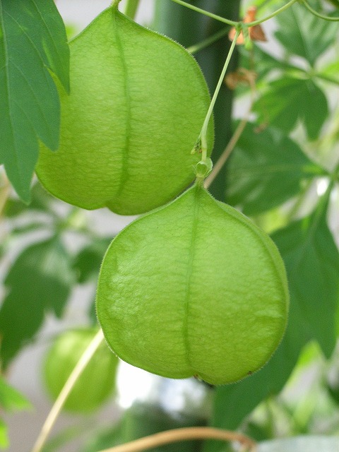 �t�E�Z���J�Y��