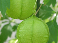 �t�E�Z���J�Y��