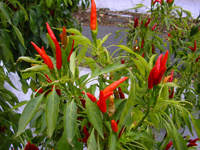 �N���X�}�X�̏���ɂ������܂�