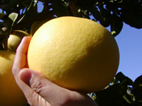 ���U�i�Ԃ񂽂�j�Ƃ������k�ł�