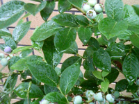 �u���[�x���[