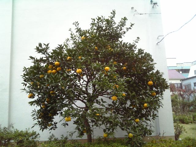 �c�n�ɂЂ�����ƁE�E�E