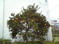 �c�n�ɂЂ�����ƁE�E�E