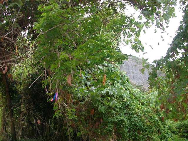 �T�C�p���̃^�}�����h