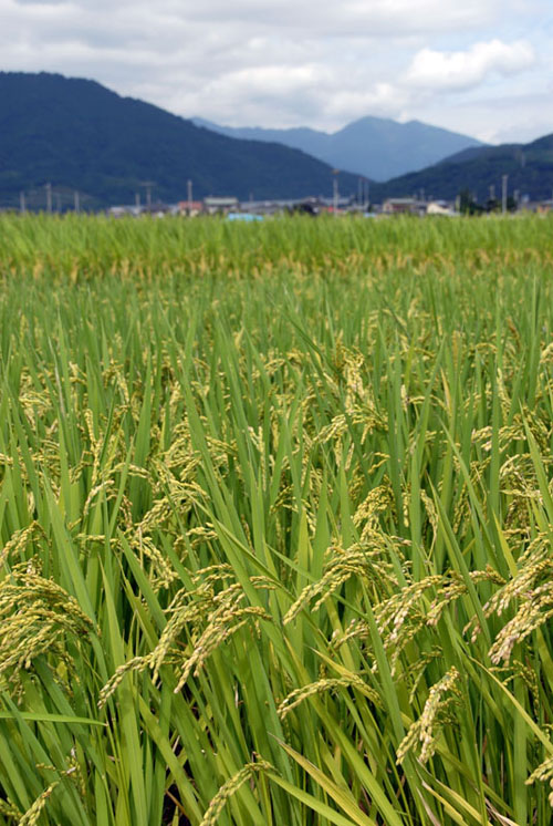 �ʎ��łȂ����ǁc�c