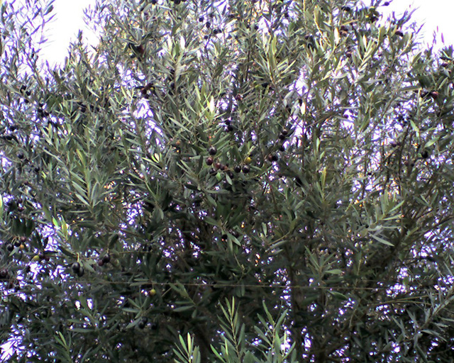 ���n�I���[�u