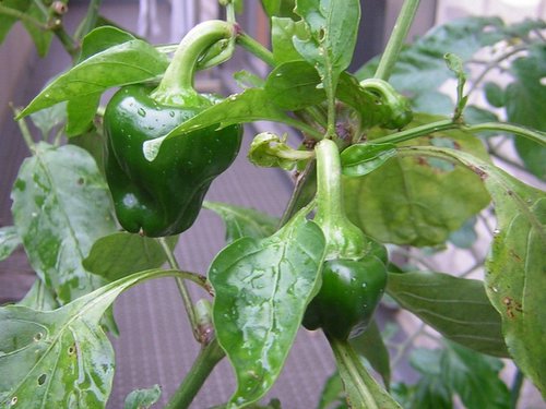 �܂��Ȃ��Ă�