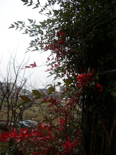 ��̃E�T�M�̖�