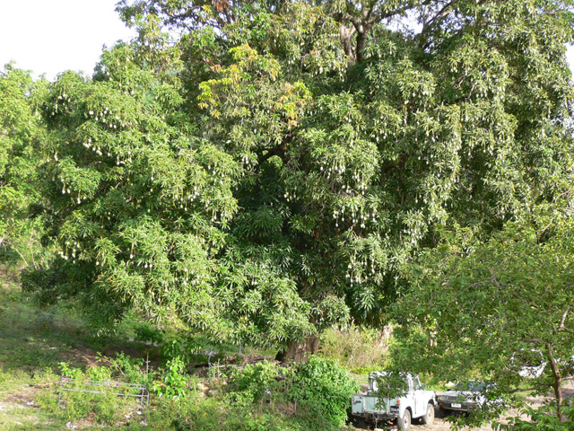 ��Ȃ�}���S�[