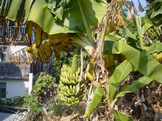 12���̃o�i�i