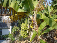 12���̃o�i�i