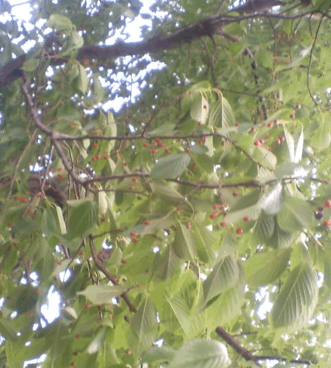 �҂�ڂ���ˈ�