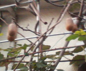 �~�A�l�񂿂̒��