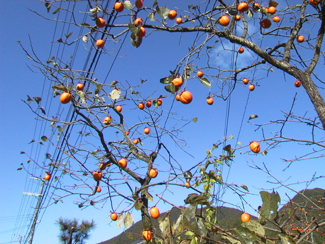 �Ƃ�Ƃ�ɏn�����`���D���B