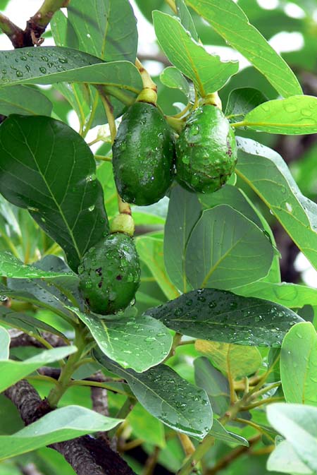 ��̍�����