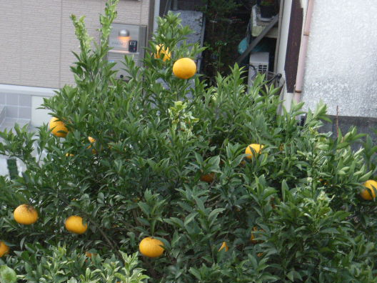 ���A�؂̉�����B�邩�ォ��B�邩���