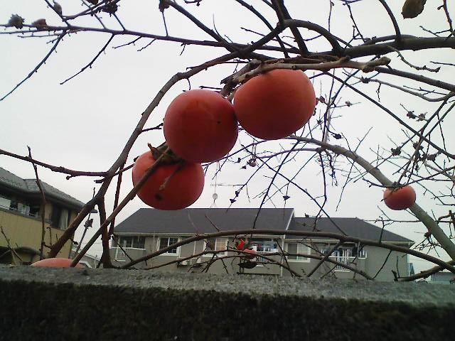 �����P�Ɋ`