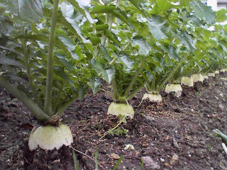 ���Ƃ��������ł����B�B