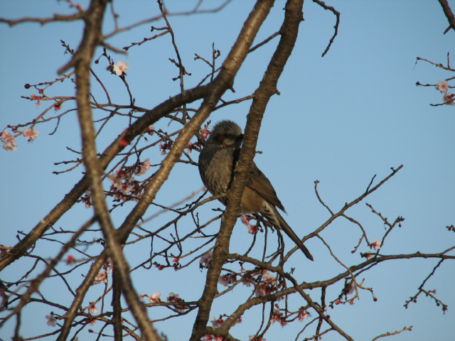 ���ƃq���h��