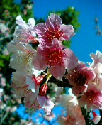 �T�N���T�N