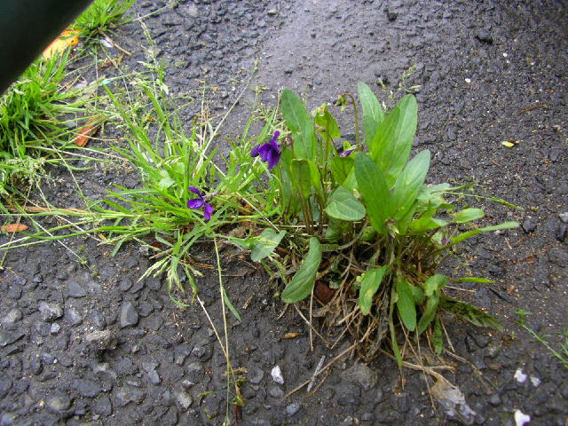 ���݂ꂪ�J�Ԃ�������Ă�恗����