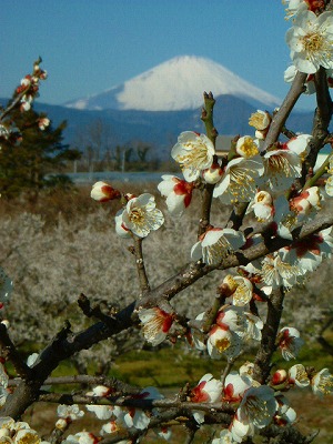 ���c���̂R�T,�O�O�O�{