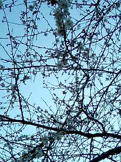 �l�͂��_�͂�