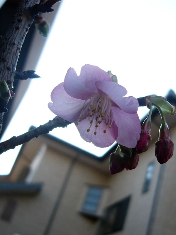 �T�N���T�N