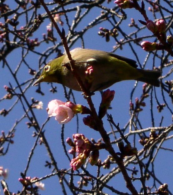 ���炫�ɂ���������