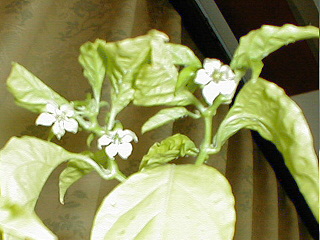 �k�̍�����f07 �J��