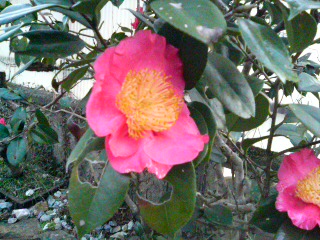 �E�E�E���ʂɍ������炢�Ă܂��ˁB