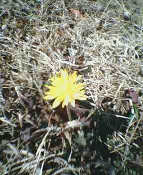 �ЂƂ�ڂ����̂���ۂ�