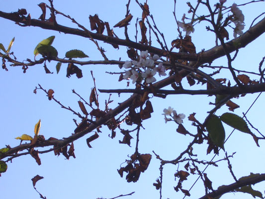 �C�����̍�