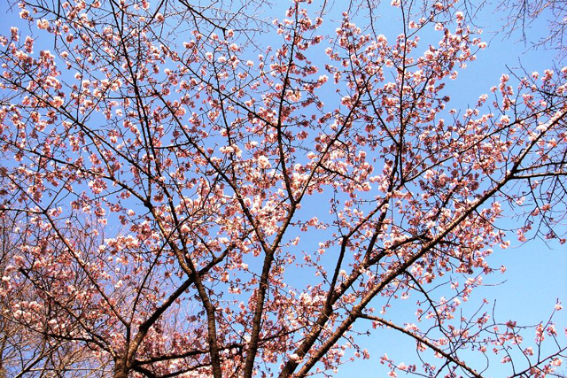 ���J���ۂ�������B