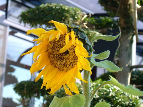 �G�߂��ԈႦ��