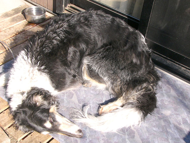 ���������Ă�H