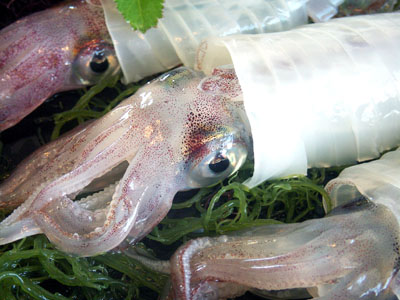 ����̌Ďq�̃C�J