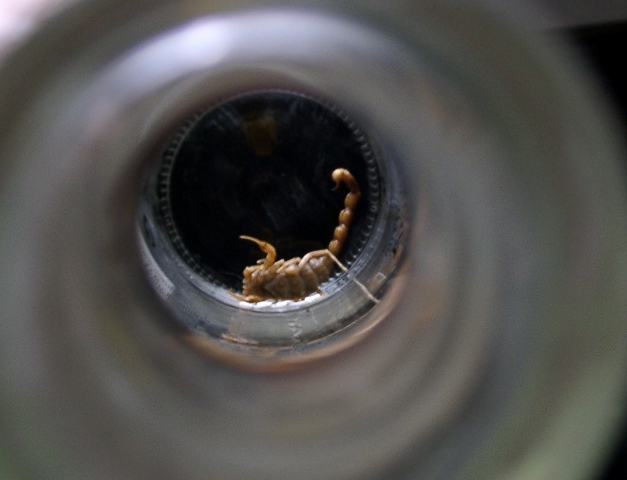 �r�̒�ɐ���