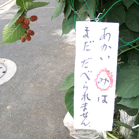 �ߏ��̘H�n�Ŕ����B