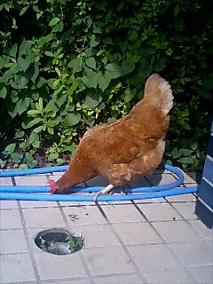 ����Ă��]