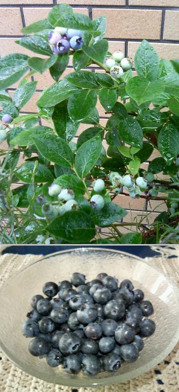 �u���[�x���[�B